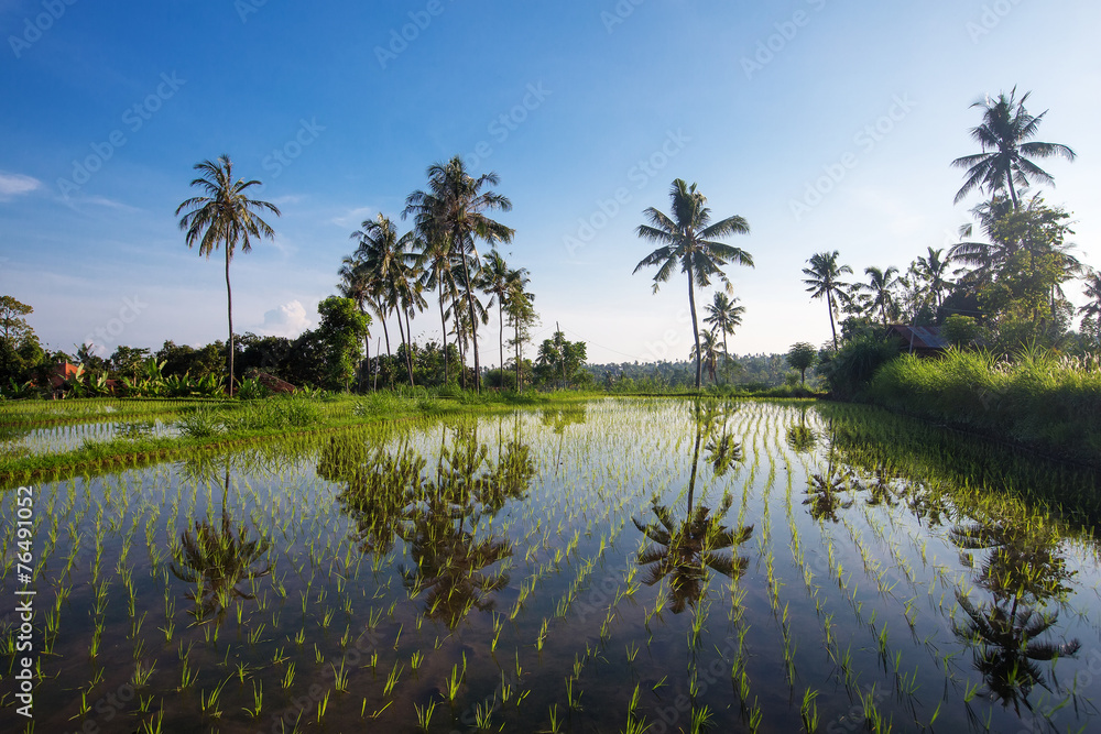 Bali Rice Terraces.  Rice fields of Jatiluwih