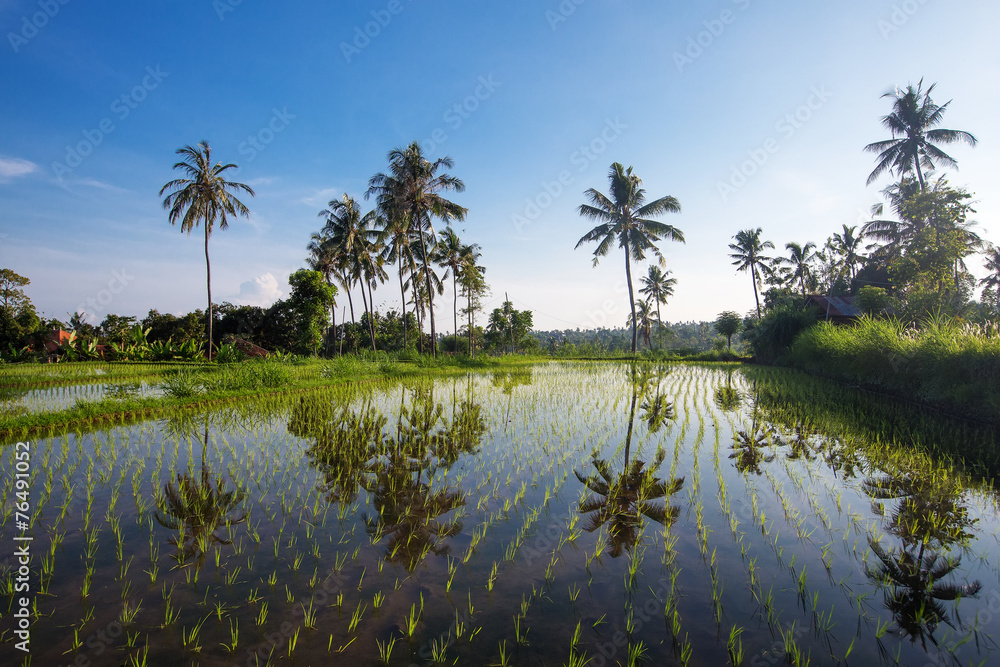 Obraz premium Bali Rice Terraces. Rice fields of Jatiluwih