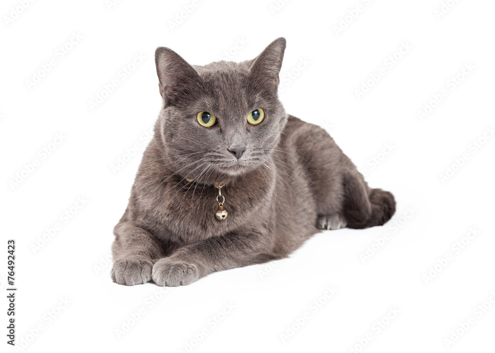 Stunning Grey Domestic Shorthair Cat Laying