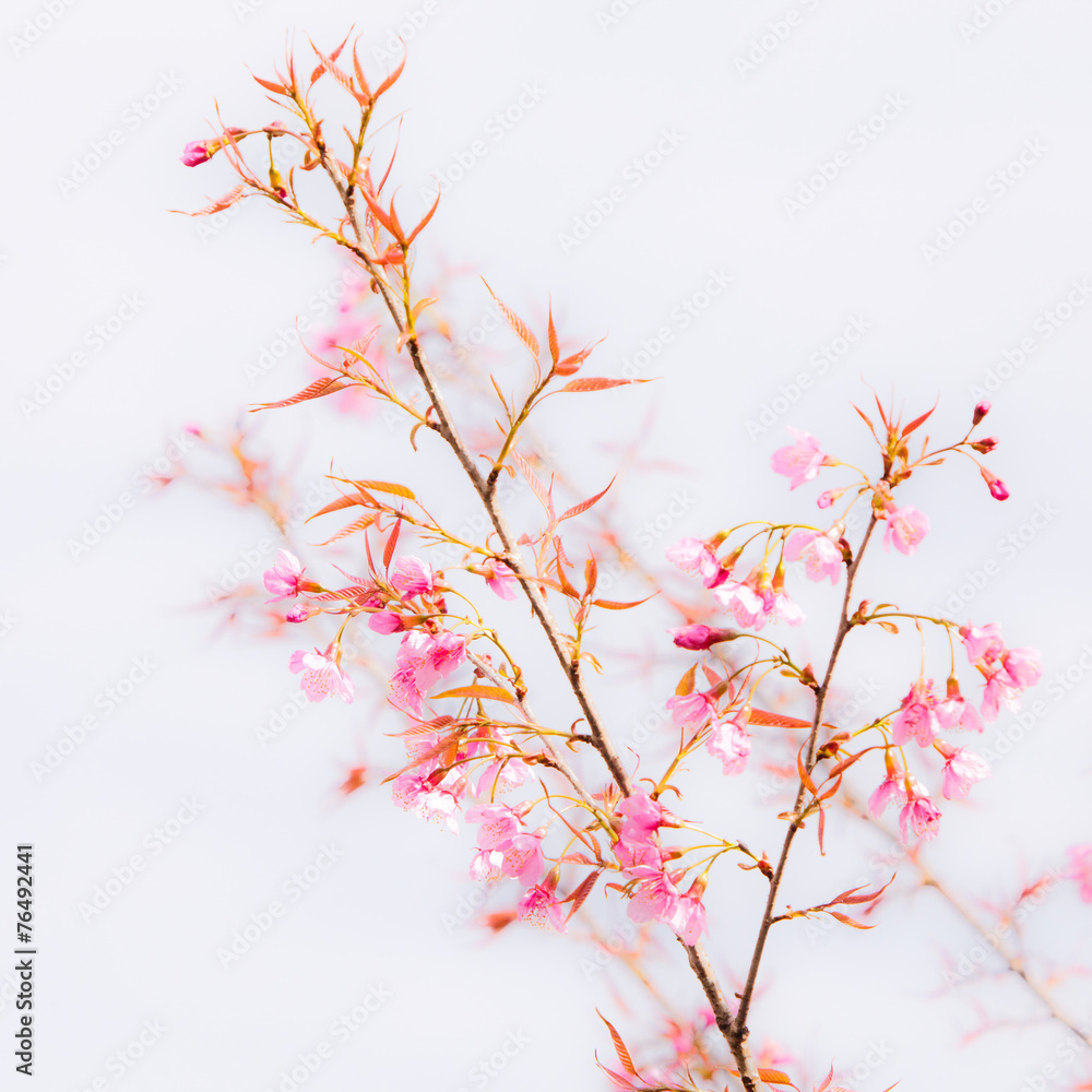 Beautiful pink cherry blossom (Sakura) flower at full bloom.