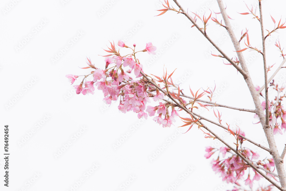 Beautiful pink cherry blossom (Sakura) flower at full bloom.