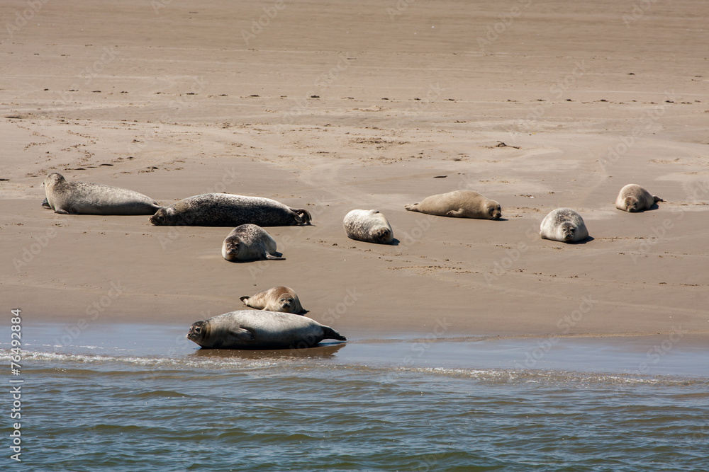 Fototapeta premium Robben