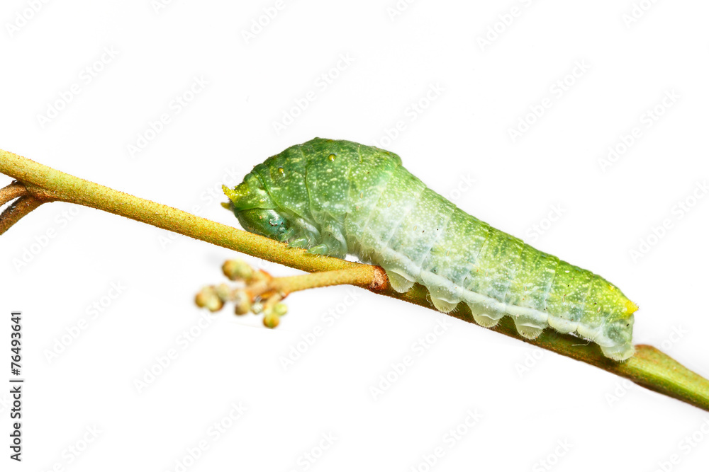 Close up of Paris Peacock caterpillar