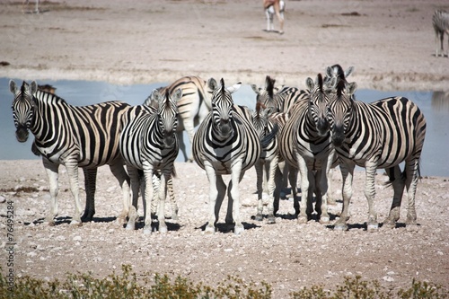 Zebras in der Etosha Salzpfanne - Namibia