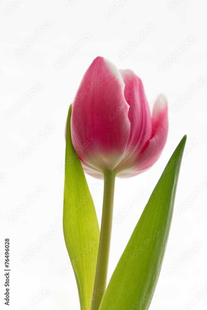 Pink White Tulip