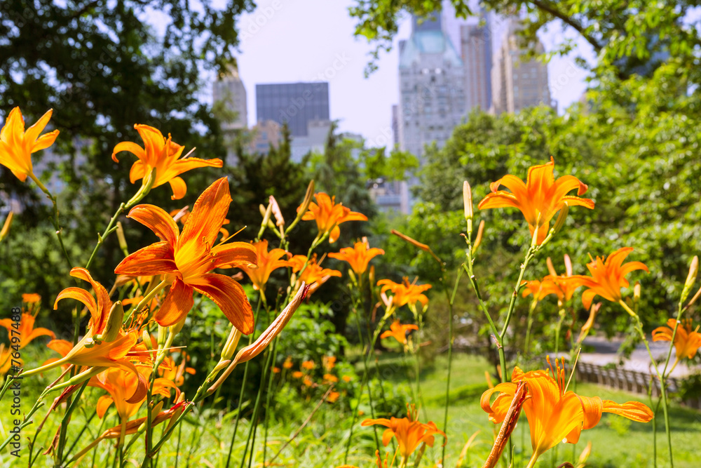 Obraz premium Central Park Manhattan New York US