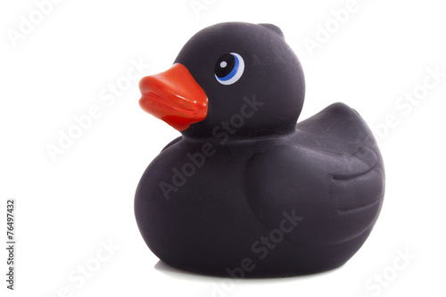 Black duck