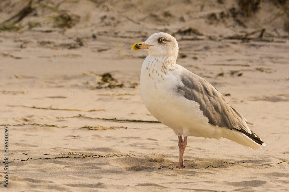 Möwe am Strand bei Prerow auf Darss Möwe am Strand bei Prerow auf Darss
