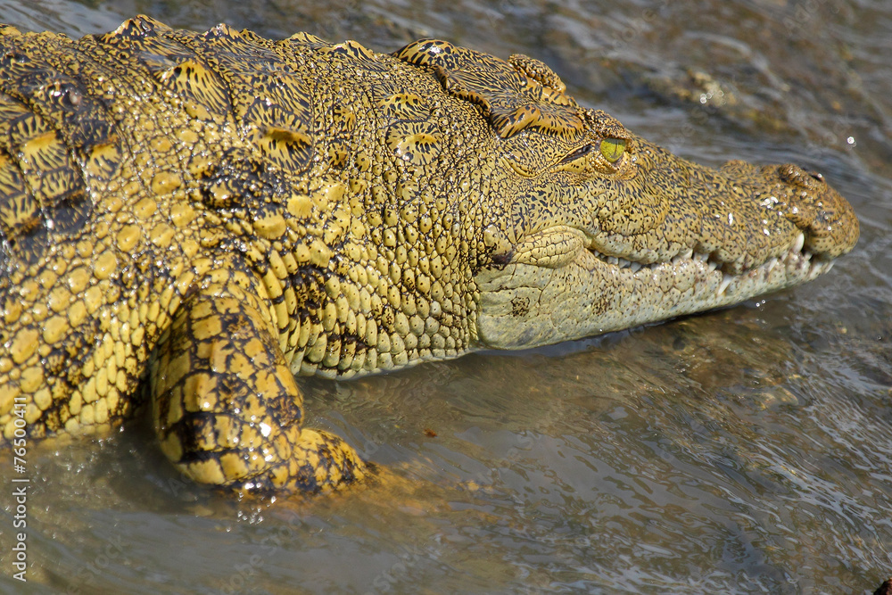 Obraz premium Young crocodile in water