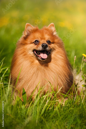 pomeranian dog portrait © ksuksa
