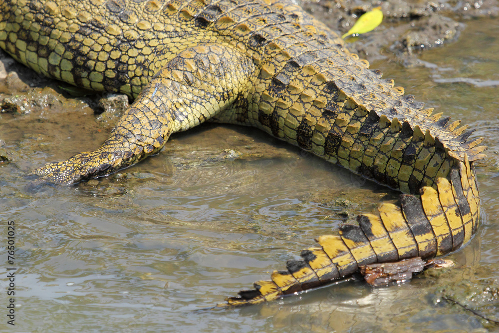 Tail of a crocodile near the water Tail of a crocodile near the water
