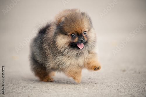 Pomeranian Spitz puppy walking photo