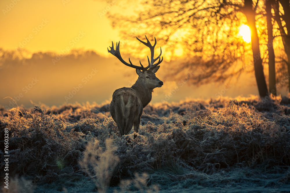 Red deer 