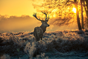 Deken met foto Hert Rood hert staand in natuurlijke omgeving  © arturas kerdokas