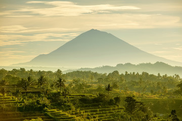 Wandcirkels Bali Groene rijstterrassen in Ubud Bali  © Maygutyak