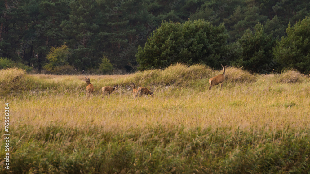 Naklejka premium Hirsch im Nationalpark Vorpommernsche Boddenlandschaft auf Darss