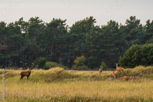 Hirsch im Nationalpark Vorpommernsche Boddenlandschaft auf Darss