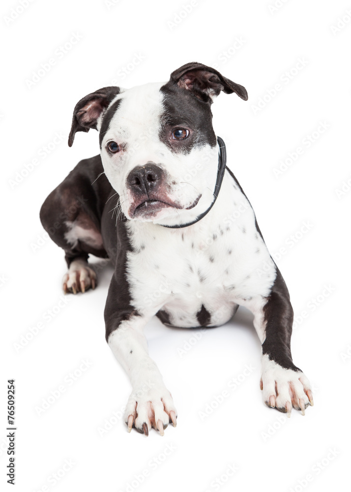 Black and White Pit Bull Dog Laying