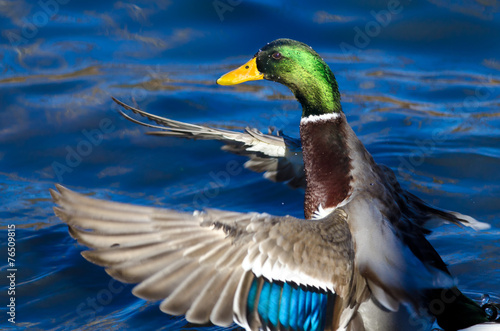 Mallard Duck on the Water with Outstretched Wings