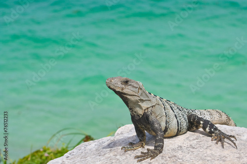 portrait of an iguana resting above the ocean