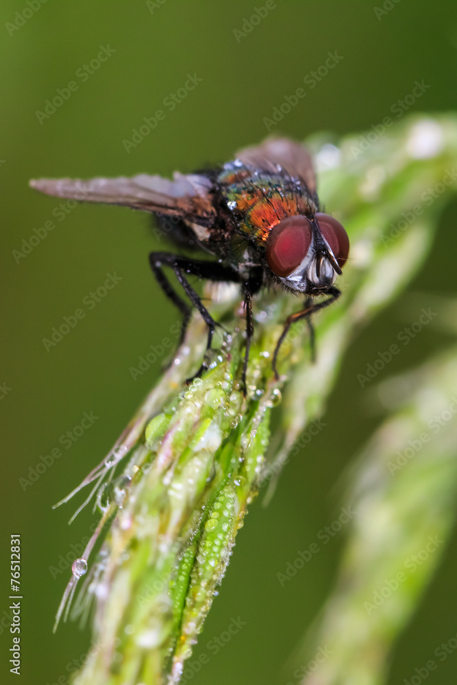 Naklejka premium Fly on a wheat ear