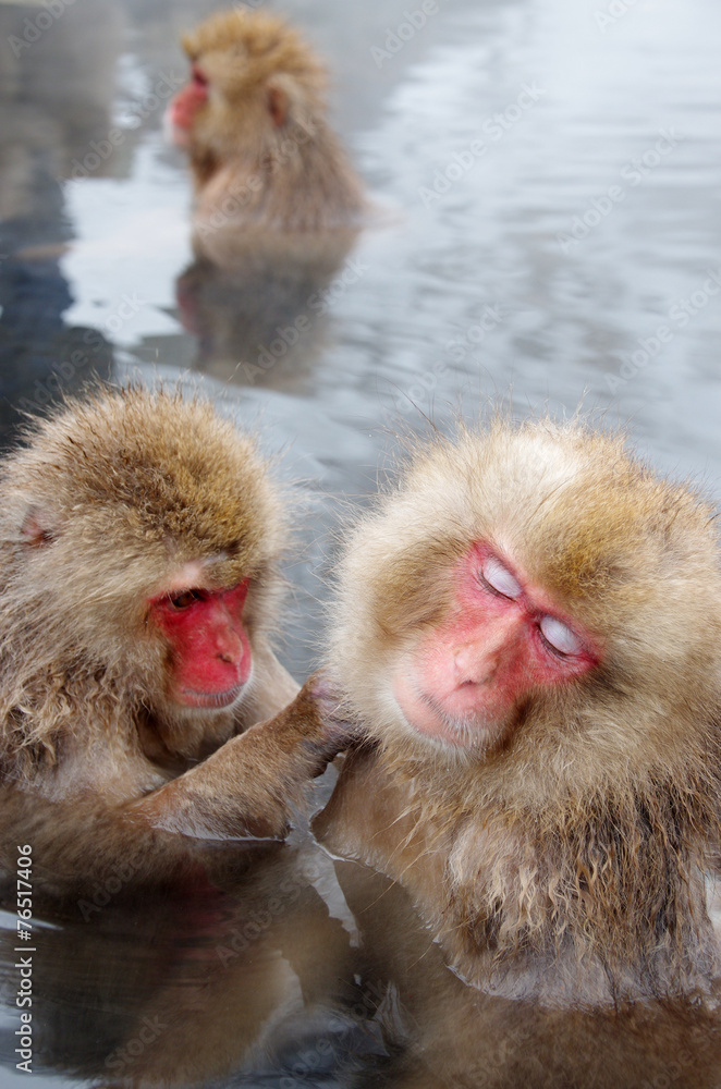 Fototapeta premium スノーモンキー