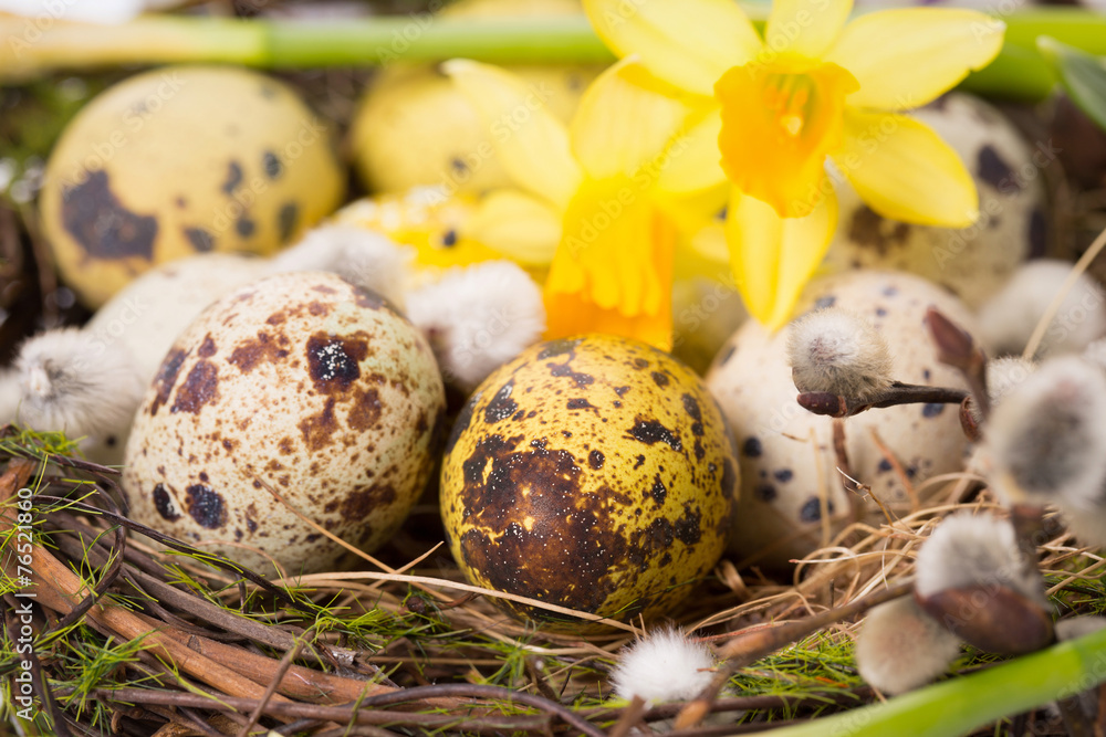 Easter eggs in the nest with narcissus