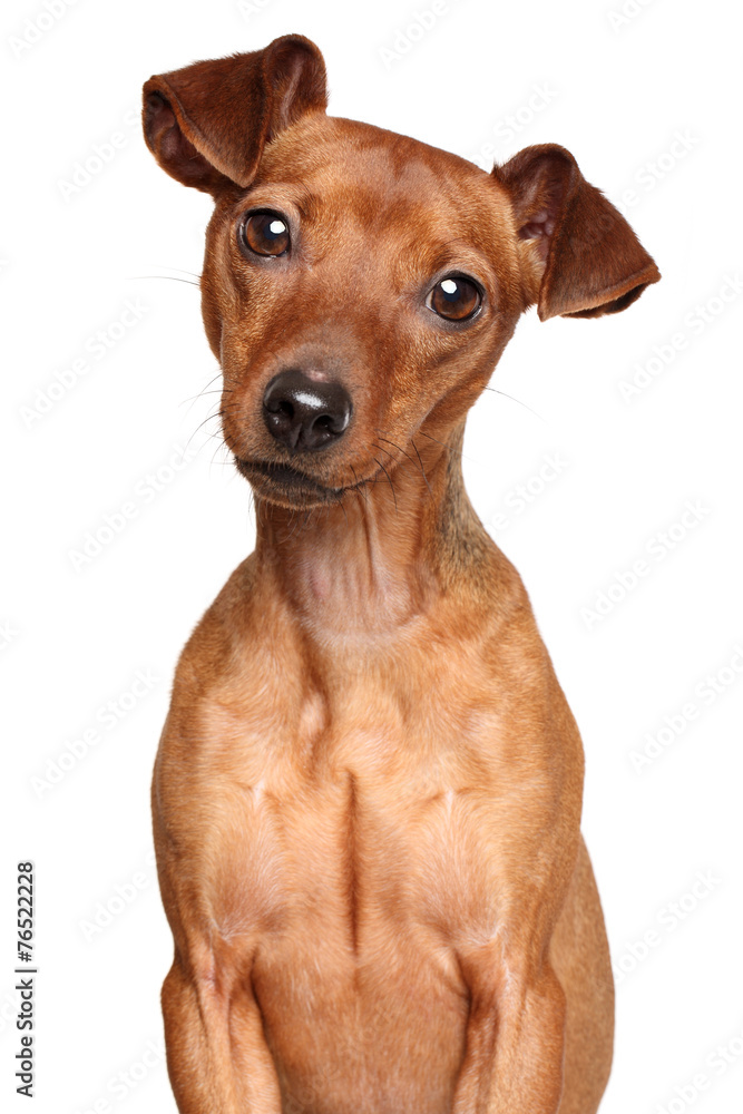 Miniature Pinscher Miniature Pinscher