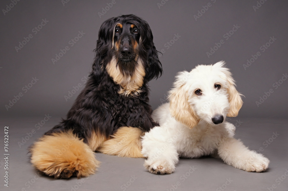 Cute afghan hound with puppy of afghan hound on gray background