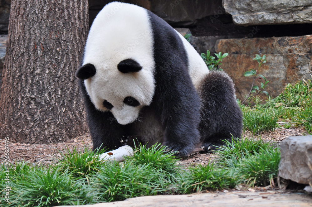 Giant Panda In Natural Habitat