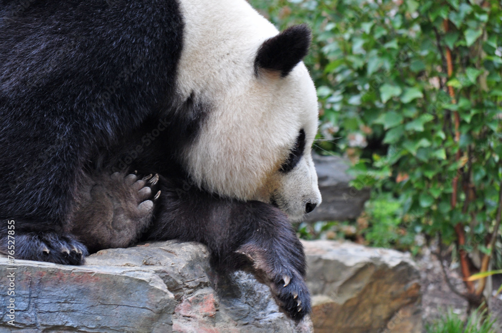 Fototapeta premium Giant panda bear resting on the stone. China