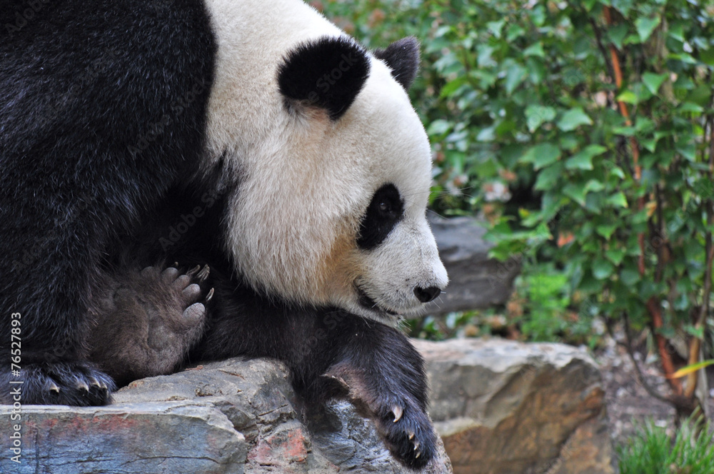 Giant panda bear resting on the stone. China Giant panda bear resting on the stone. China