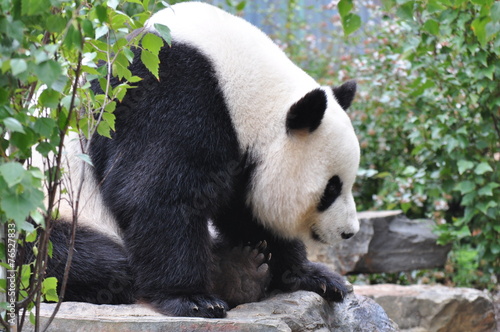 Giant panda bear resting on the stone. Close up © katerinka_au
