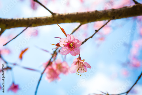 Beautiful pink flower blossom