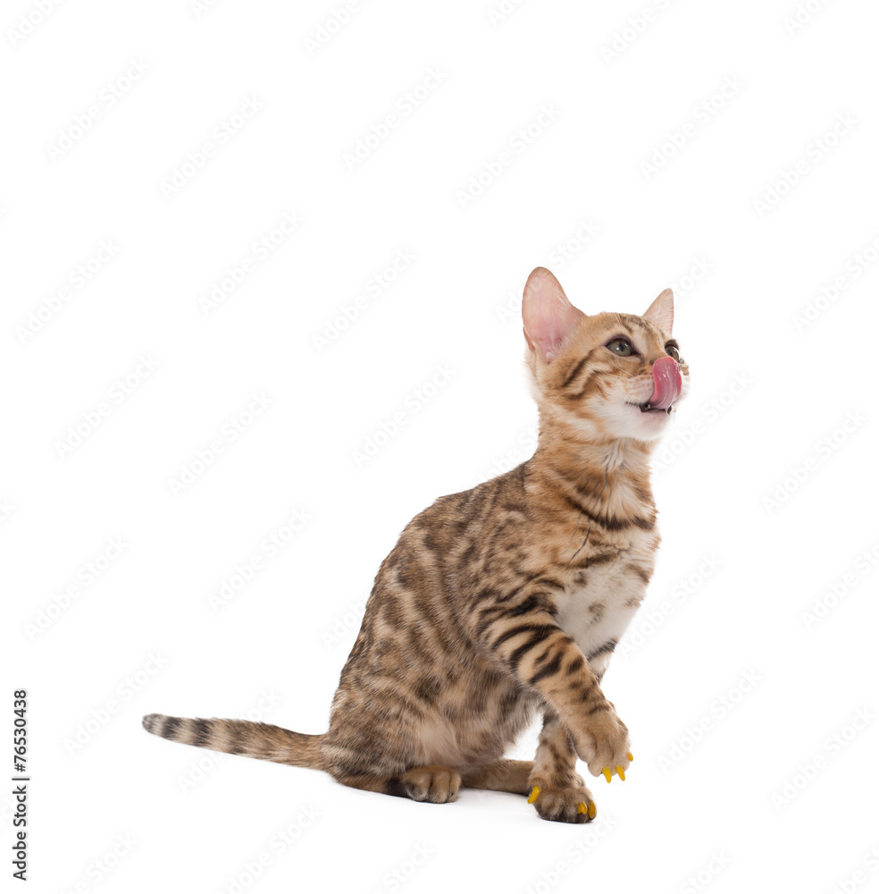 Image of cute Bengal cat licking