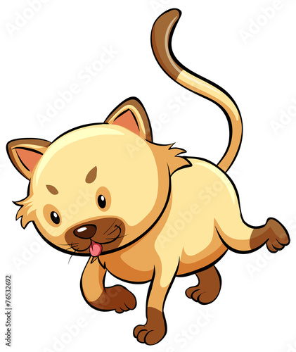A cat