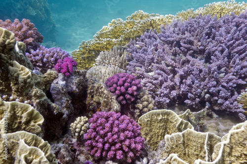 coral reef with hard violet corals in tropical sea