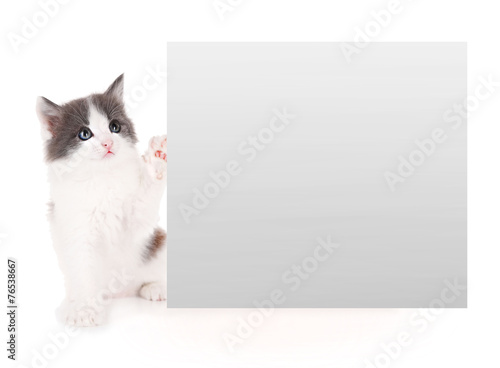 Little kitten with frame for text isolated on white
