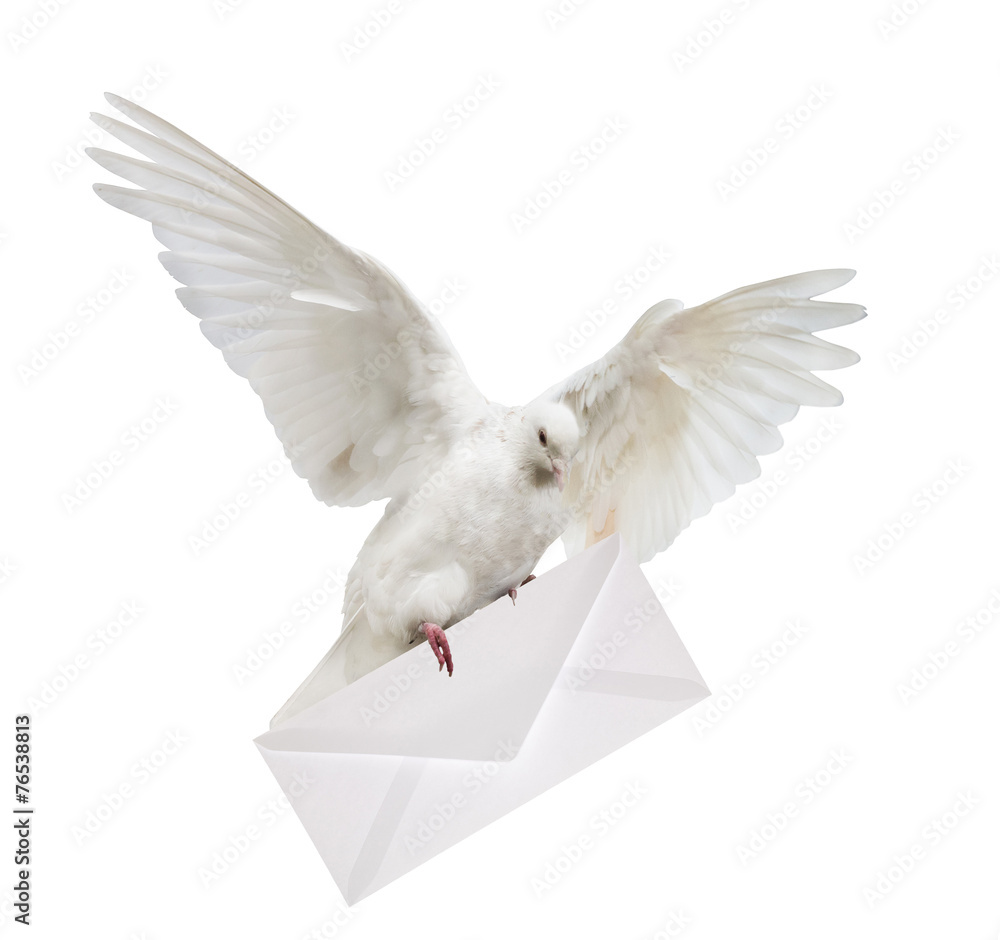 Obraz premium isolated dove carrying white envelope