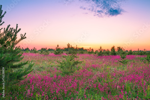 summer landscape with purple flowers on a meadow and sunset © yanikap