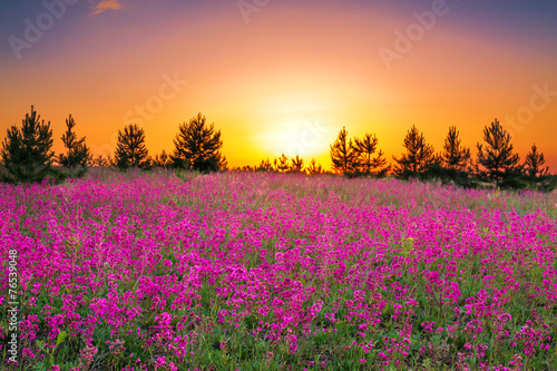 summer landscape with purple flowers on a meadow and sunset