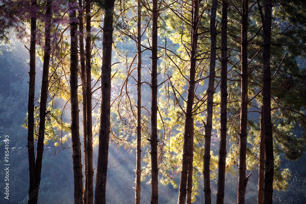 Fototapeta premium Forest