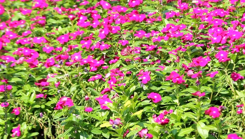 Petunia in the wind Petunia in the wind