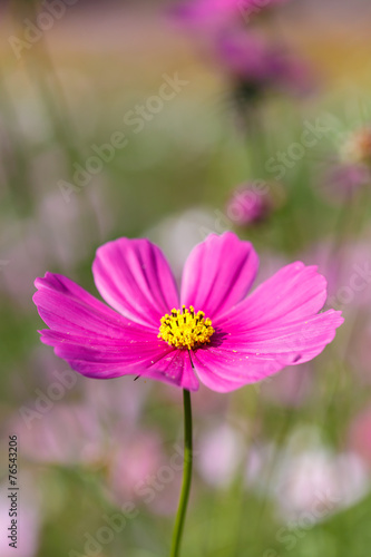 Pink Cosmos flower in the field