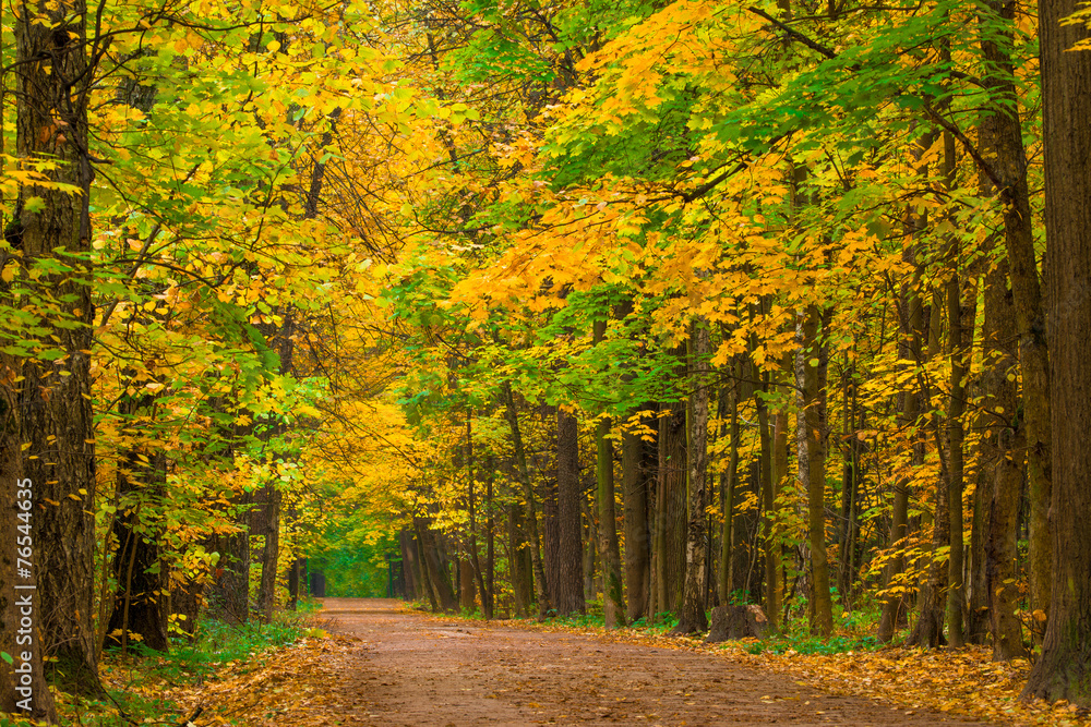 Fototapeta premium yellowing maple leaves in autumn park