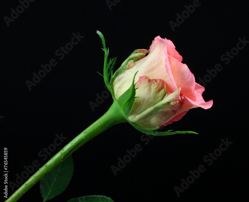 pink rose  on a black background.