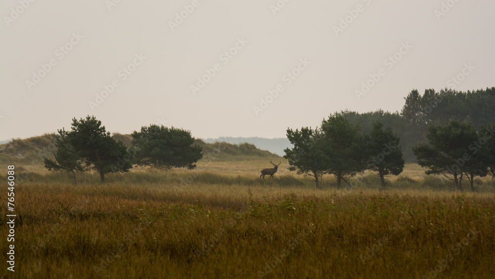 Obraz premium Hirsch im Nationalpark Vorpommernsche Boddenlandschaft auf Darss