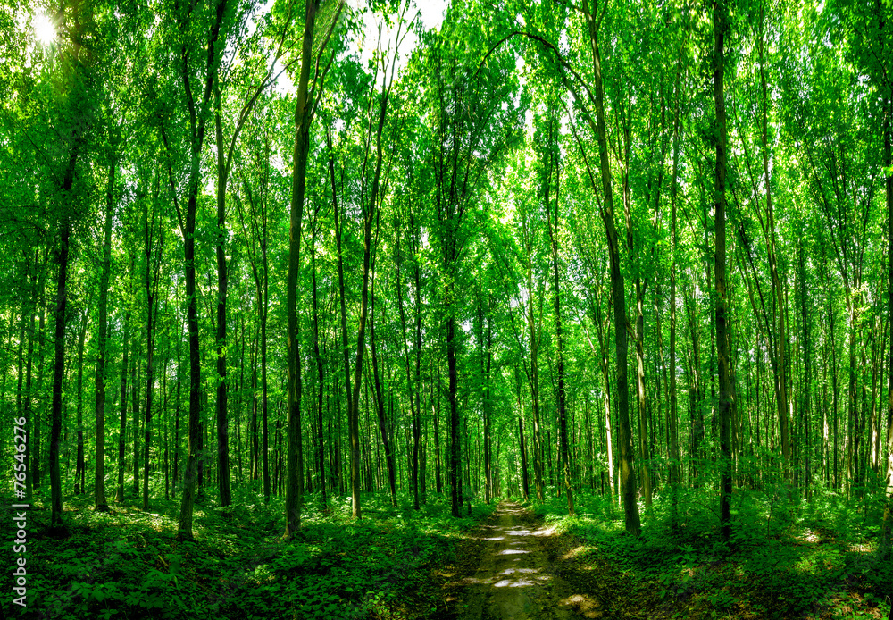 Obraz premium panorama lasu