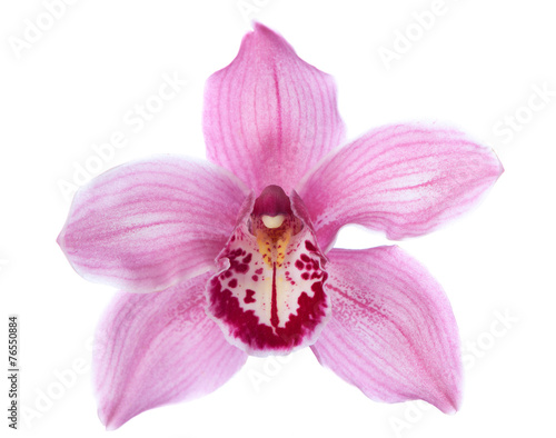 Fototapeta Naklejka Na Ścianę i Meble -  Close-up of pink Orchid flower on white background.