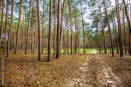 pine forest trees.